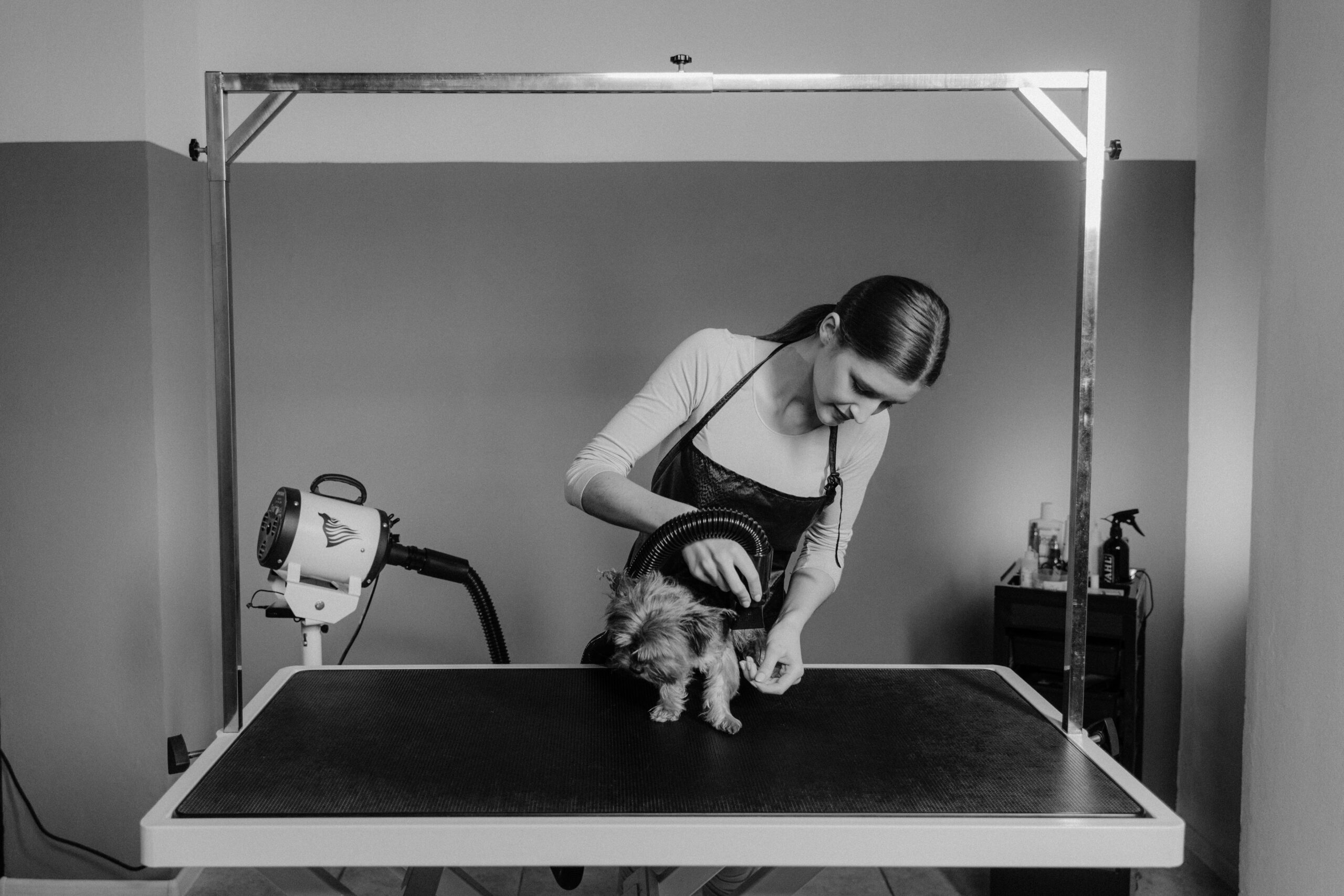 Hundefriseur in der Nähe finden: So bekommt Ihr Hund die beste Pflege in Ihrer Umgebung